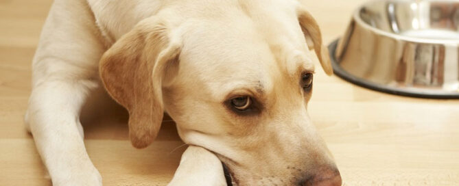 Problemas típicos de los perros