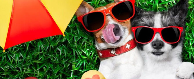 mascota durante el verano