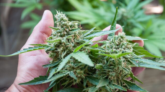 Asociación Cannábica Weedseek